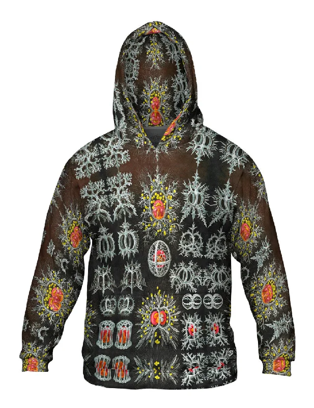 Basketball Team Hoodie-Ernst Haeckel - "Haeckel Stephoidea" (1904)